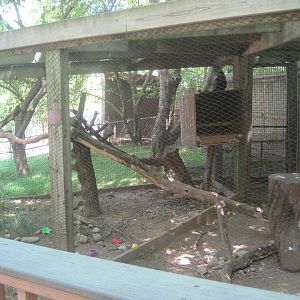 New England Farmyard- Raven Exhibit