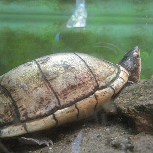 New England Farmyard- Eastern Mud Turtle