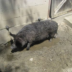 New England Farmyard- Guinea Hog