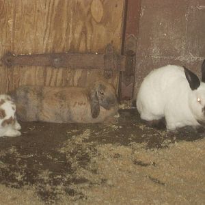 New England Farmyard- Domestic Rabbits