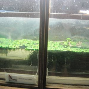 New England Farmyard- Striped Newt Breeding