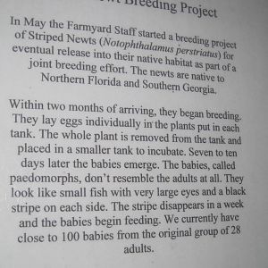 New England Farmyard- Striped Newt Signage