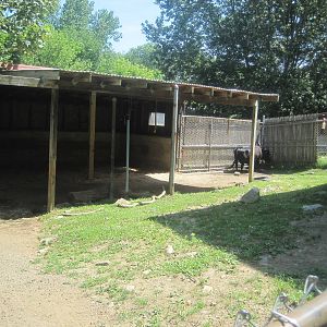 New England Farmyard- Dexter Cattle Exhibit