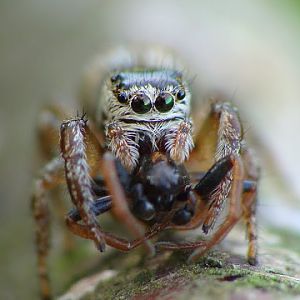 Salticidae - cannibal