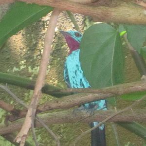 Jun. 2012-Spangled Cotinga