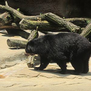 Jun. 2012-Spectacled Bear