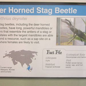 Jun. 2012-New Stag Beetle Sign