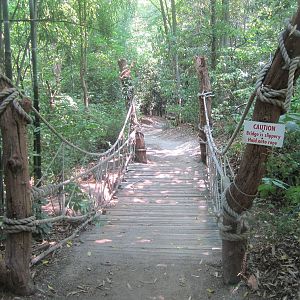Jun. 2012-Swinging Bridge in Jungle Trails