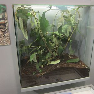 Jun. 2012-Thorny Devil exhibit