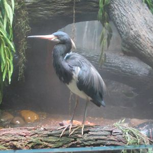 Jun. 2012-Tri-colored Heron