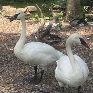 Jun. 2012-Trumpeter Swans