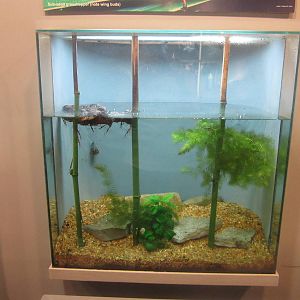 Jun. 2012-Water Scorpion/Indian Whisker Shrimp tank