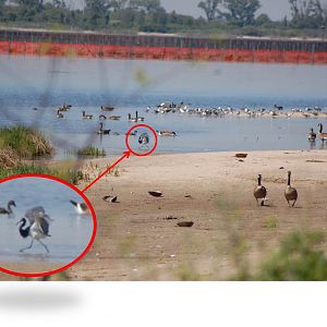 Heron/Egret Identification?
