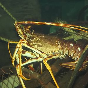 European Spiny Lobster at SEA LIFE Blackpool 30/06/12