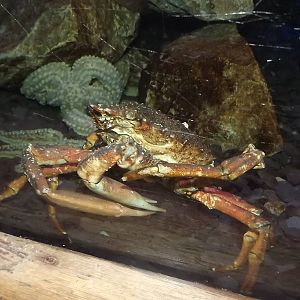 European Spiny Crab at SEA LIFE Blackpool 30/06/12