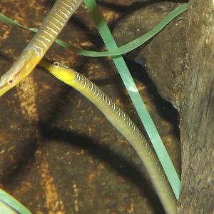Broad Nosed Pipefish at SEA LIFE Blackpool 30/06/12