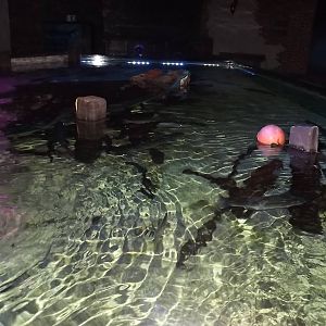 Mixed Ray and Fish tank at SEA LIFE Blackpool 30/06/12