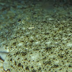 Thornback Ray at SEA LIFE Blackpool 30/06/12