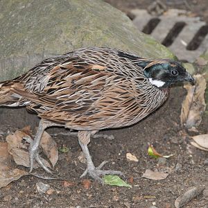 Koklass/ Pucrasia macrolopha