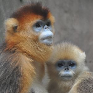 Chinese snub-nosed monkey/ Rhinopithecus roxellana