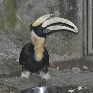 Great Indian hornbill/ Buceros bicornis