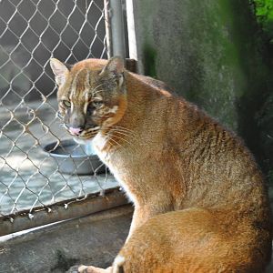 Asiatic golden cat/ Catopuma temminckii