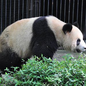 Giant panda/ Ailuropoda melanoleuca
