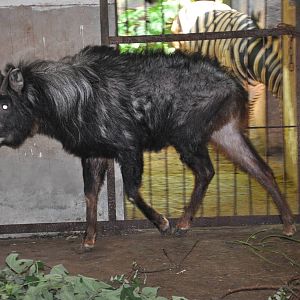 Chinese serow/ Capricornis milneedwardsii