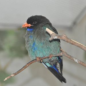 Dollar bird/ Eurystomus orientalis orientalis