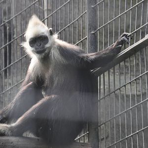 White-headed langur/ Presbytis leucocephalus