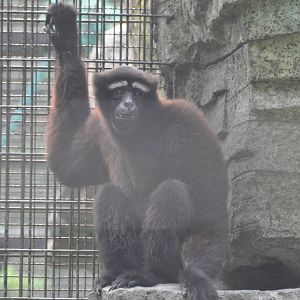 Hoolock gibbon/ Bunopithecus hoolock