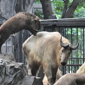 Golden takin/ Budorcas taxicolor bedfordi