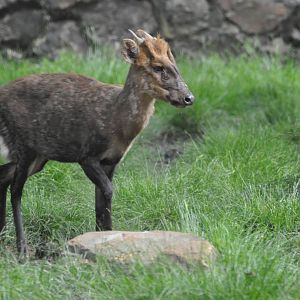 Gongshan muntjac/ Muntiacus gongshanensis
