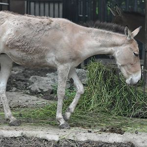 Mongolian wild ass/ Equus hemionus hemionus