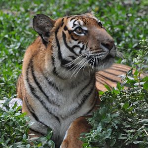 Chinese tiger/ Panthera tigris amoyensis