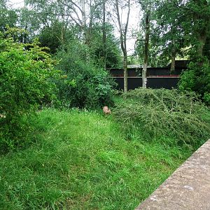Dik-Dik Enclosure at Twycross, 01/07/12