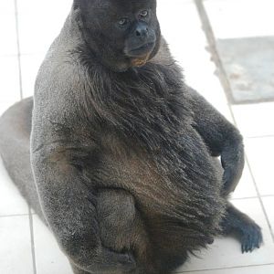 Humboldt's Woolly Monkey at Twycross, 01/07/12