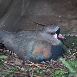 Southern Lapwing at Twycross, 01/07/12