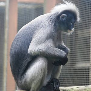 Spectacled (Dusky) Langur at Twycross, 01/07/12
