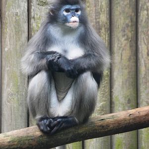 Spectacled (Dusky) Langur at Twycross, 01/07/12