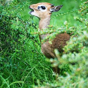 Kirk's Dik-Dik at Twycross, 01/07/12