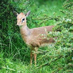 Kirk's Dik-Dik at Twycross, 01/07/12