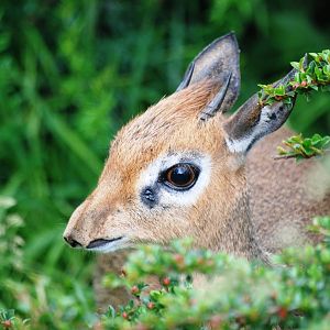 Kirk's Dik-Dik at Twycross, 01/07/12