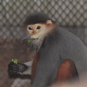 Douc langur/ Pygathrix nemaeus nemaeus