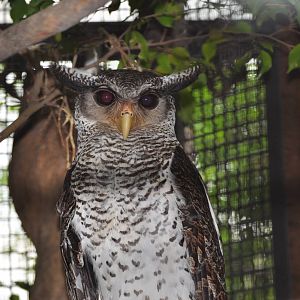 Malayan eagle owl/ Bubo sumatrana