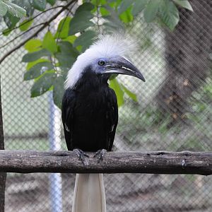 White-crowned hornbill/ Berenicornis comatus