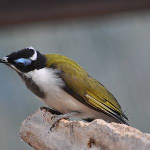 Blue-faced honeyeater/ Entomyzon cyanotis