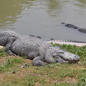 American alligator/ Alligator mississippiensis
