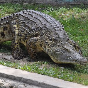 Nile crocodile/ Crocodylus niloticus