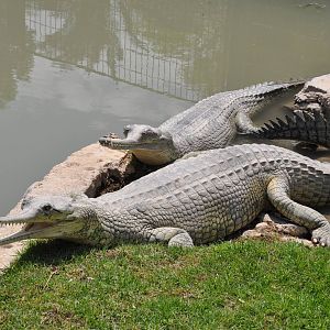 Gharial/ Gavialis gangeticus